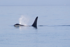 Orka; Orcinus orca; orca; Killer whale