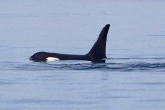 Orka; Orcinus orca; orca; Killer whale
