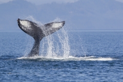 Bultrug; Humpback Whale; Megaptera novaeangliae