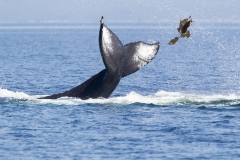 Bultrug; Humpback Whale; Megaptera novaeangliae